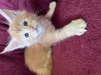 Maine coon deyince tabiki Big Claw