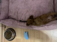 2,5 aylık red brown toy poodle