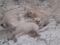 Son 2 yavru scottish fold erkek