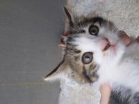 2 Aylık Kardeş Kediler Ömürlük Yuvalarını Arıyor