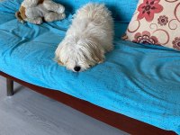 Acil Ömürlük Yuva Ücretsiz Sahiplendirme köpeğimiz