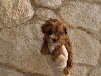 Gerçek Kore Maltipoo Teacup Garantili