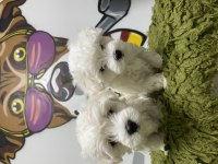 ORJİNAL MALTESE TERRIER YAVRULAR