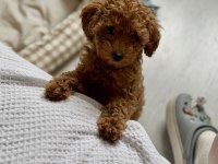 NEŞE KAYNAĞI TOY POODLE 