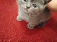 Acil sahiplendirilecek 2 aylık eğitimli kedimiz