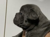 BLUE FRENCH BULLDOG BEBEKLER