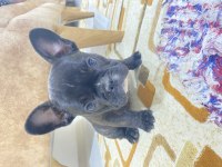 Safkan Orjinal French Bulldog Yavrular