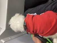 Şitsu Köpeği