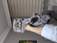 Ankaranın en iddialı dişi british longhair bebeği