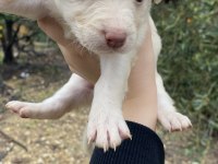 6 yavru köpeğimiz