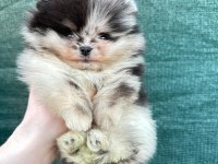 Pomeranian Merle mavi gözlü bebeğimiz