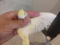 Forpus papağanı yavrularımız için ulaşın