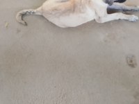 Kangal köpeğimiz izmir menemen