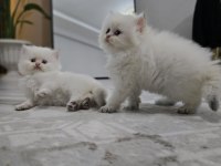 Erkek kedilerimize yuva arıyoruz
