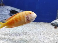 Tropheus albino chipmpi kolonisi