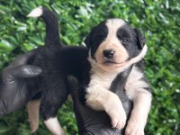 Burkemden a kan border collie yavruları