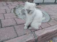 Çok akıllı uysal beyaz kedimiz