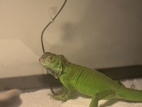 Yeşil iguana