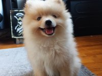 Pamuk minik pomeranian eğitimli