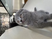 Ev ortamında büyümüş scottish fold yavrular