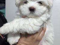 Maltese Terrier Adrese Teslim, Kapıda Ödeme Yapabilirsiniz