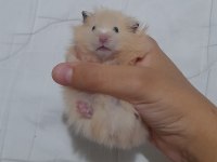 Safkan teddy bear hamster yavruları