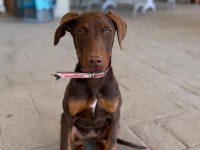 4 aylık doberman saf kan