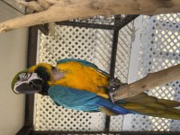 Sahiplendirilecek macaw papağanı