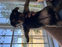 Yorkshire terrier yavrularımız mamaya başladı sağlıklı