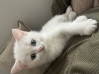 British shorthair yavrularımıza yuva arıyoruz