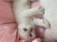 Minik yaramazlara yeni yuva arıyoruz.