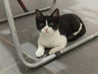 3 aylık yavru kedi erkek