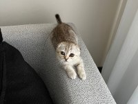 Yavru scottish fold kedisi
