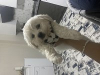 Teslime Hazır Maltipoo Yavru