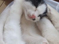 Sımsıcak yüreği olan bir dişi smokin kedi