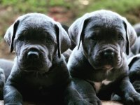 Blue Cane Corso Yavruları