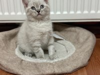 Uyguna Son British Mavi Gözlü