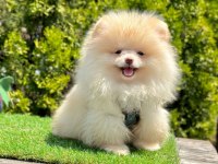 Boo Pomeranian Irk Ve Sağlık Garantili Yavrular