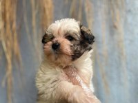İlgi delisi yavru morkie