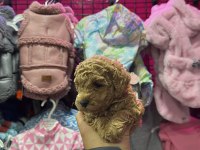 RED BROWN TOY POODLE IRK VE SAĞLIK GARANTİLİ YAVRULAR