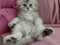 2 Aylık Dişi Scottish Fold