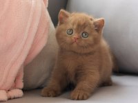 Dubai çikolatası tadında Chocolate British Shorthair