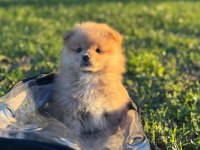 Pomeranian Boo Yavru