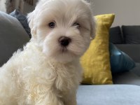 Mini boy show kalitede safkan maltese terrier