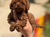Büyümeyen korsa POODLE bebeklerimiz