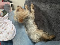 Sevimli yorkshire terrier kızımız