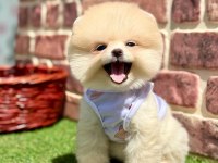 Safkan pomeranian yavrular