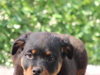2.5 aylık safkan dişi rottweiler yavrum