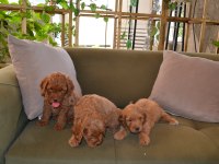 2 aylık teslime hazır 3 erkek 3 dişi maltipoo