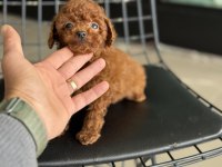 Petmode köpek çiftliğşnden tea cup kore poodle yavrular